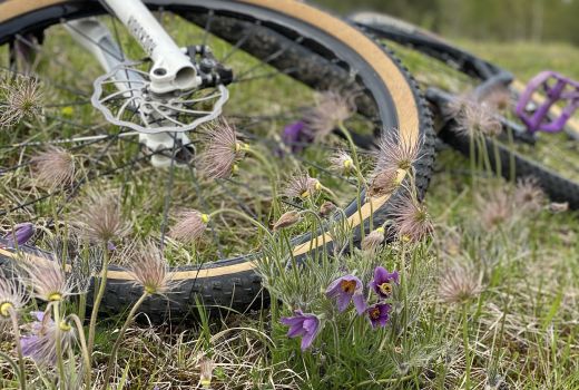 Fahrrad am Fluss mit Kuhschellen